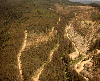 Mt Pine Beetle infestattion - Little Indian Cr 1970